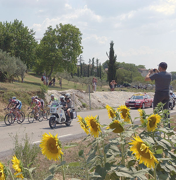 Tour sunflowers Tour sunflowers