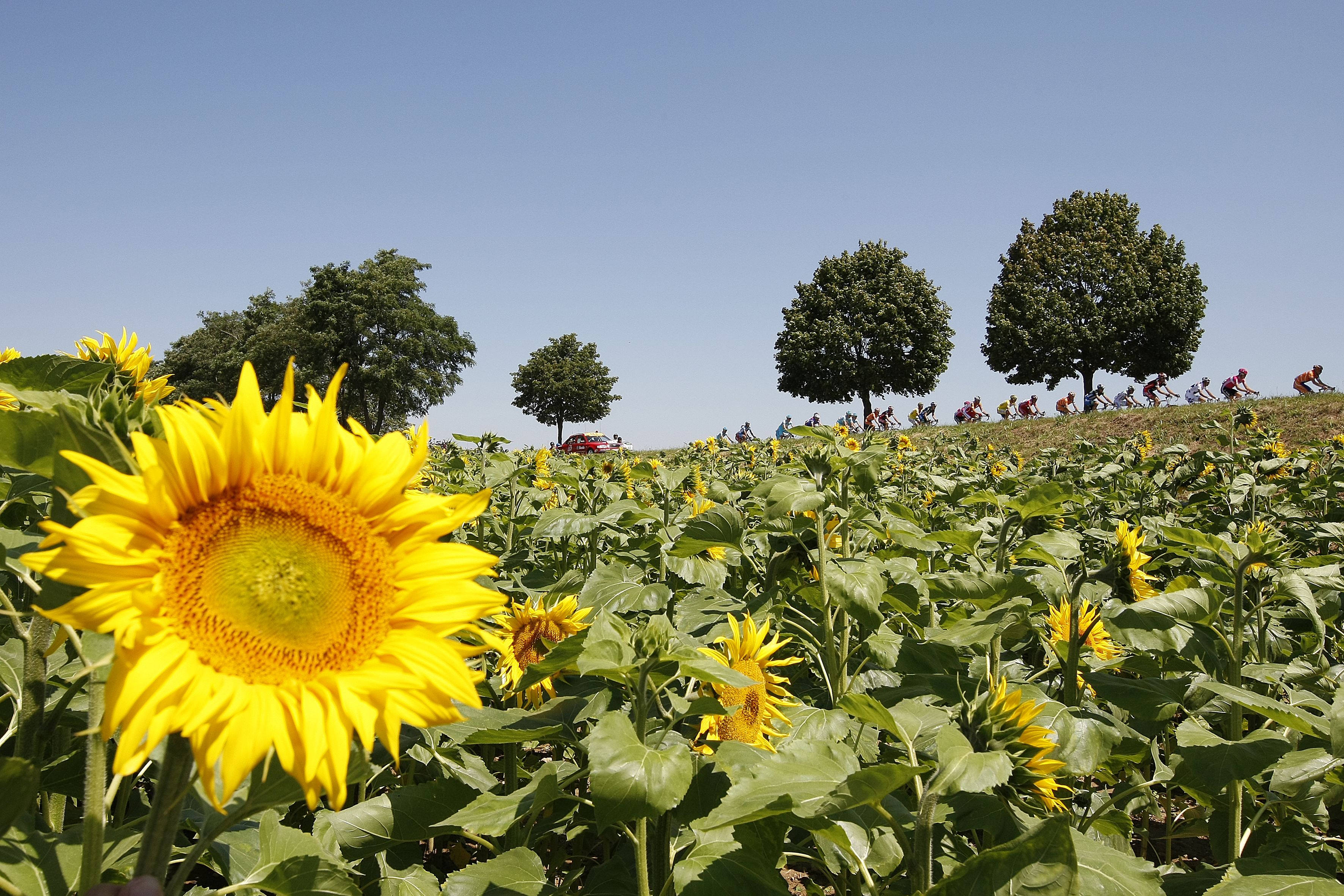 Tour sunflowers
