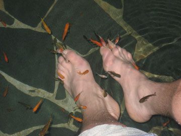 Doctor fish 