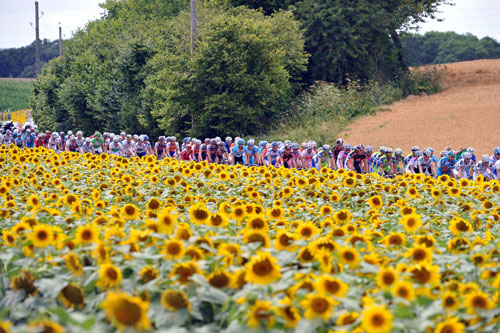 Sunflowers, Tour de France 2009, stage 11