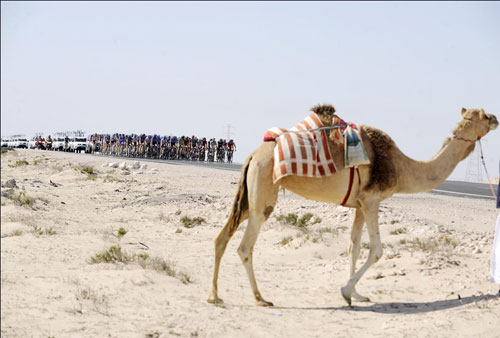 Camel, Tour of Qatar 2010, stage 3 Camel, Tour of Qatar 2010, stage 3