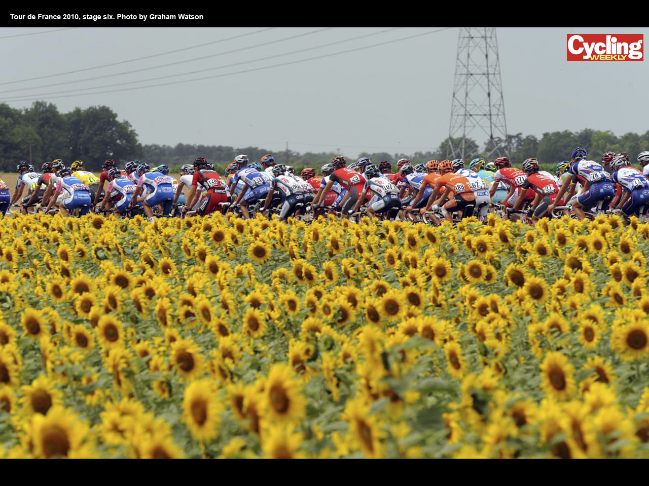 Sunflowers on stage six, Tour de France 2010 wallpaper