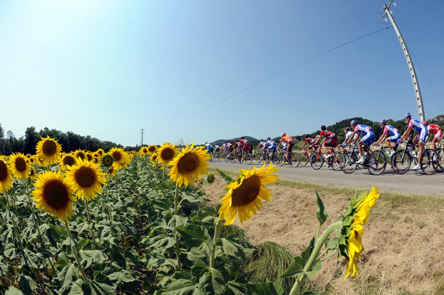 Sunflowers, Tour de France 2010, stage 11 Sunflowers, Tour de France 2010, stage 11