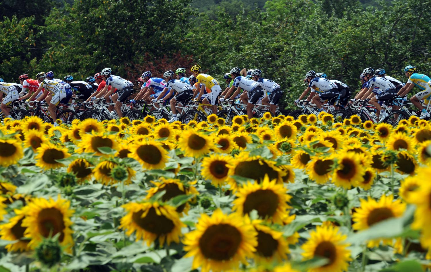 Sunflowers, Tour de France 2010, stage 13