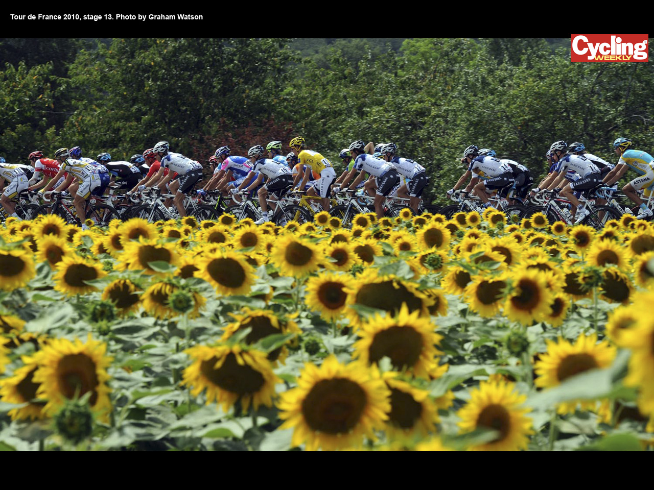 Sunflowers, Stage 13, Tour de France 2010 wallpaper