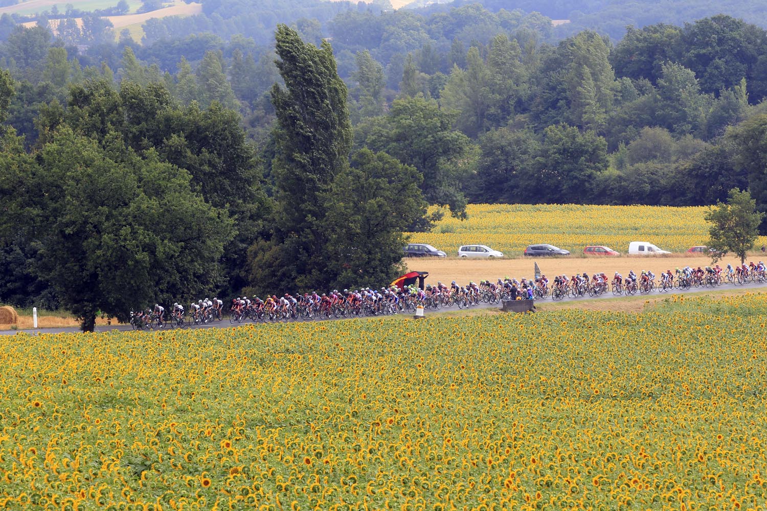 Sunflowers, Tour de France 2011, stage 11