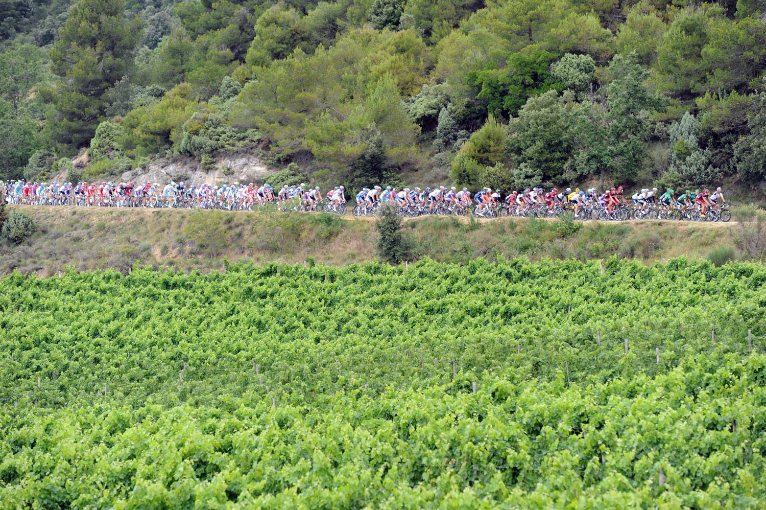 Vineyards, Tour de France 2011, stage 15