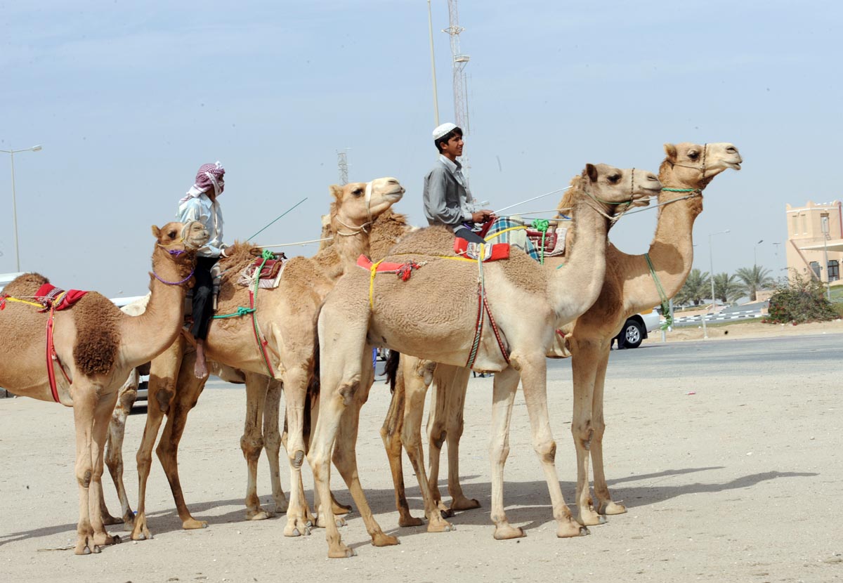Camels, Tour of Qatar 2012, stage five