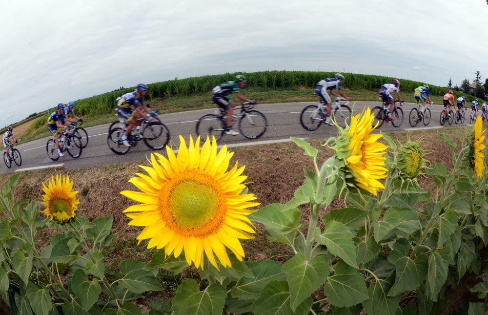 Photo: Sunflowers, Tour de France 2012, stage 18. 