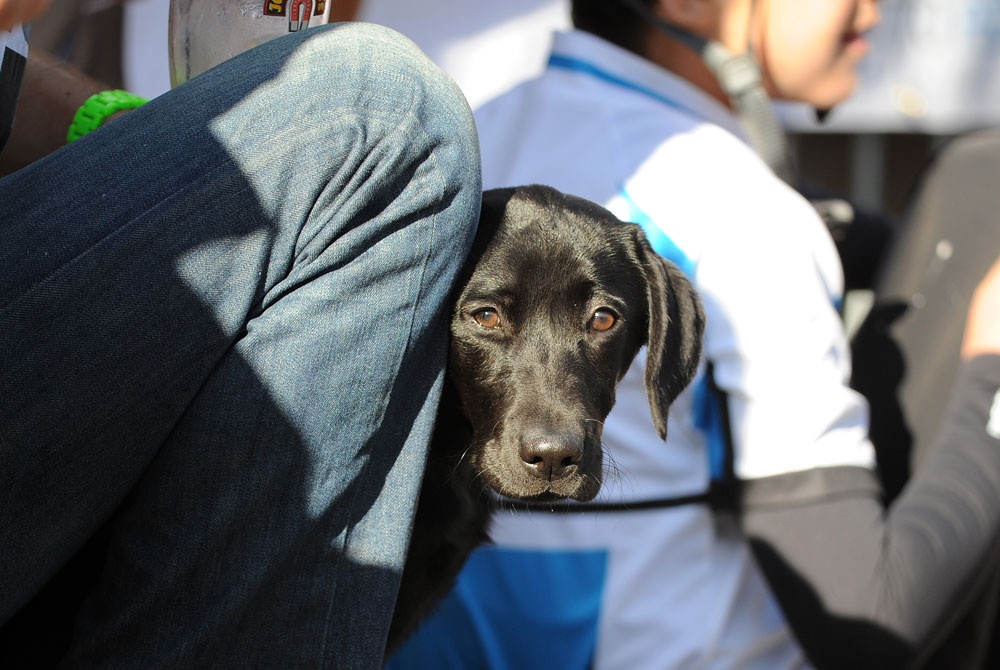 Labrador spectator, Monsal Hill-Climb 2012