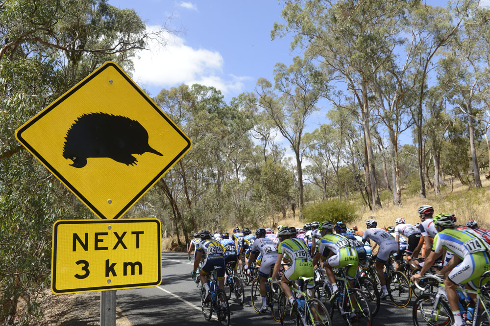 Echidna alert, Tour Down Under 2013, stage four
