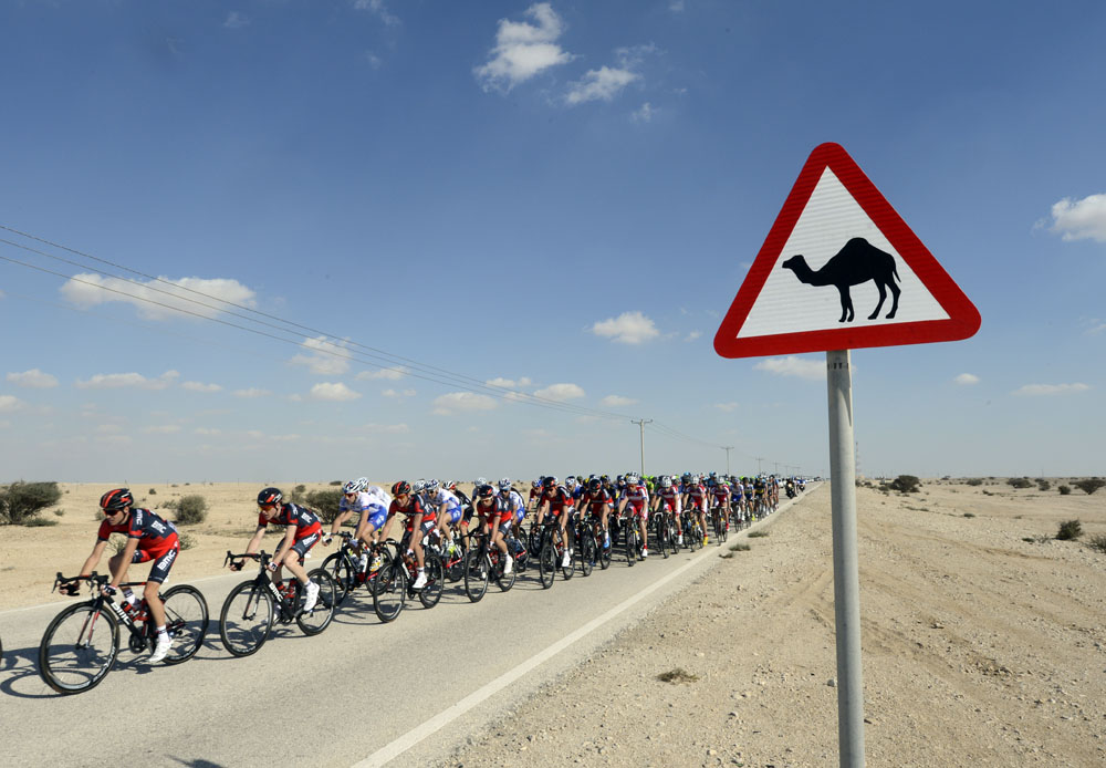 Camels, Tour of Qatar 2013, stage one